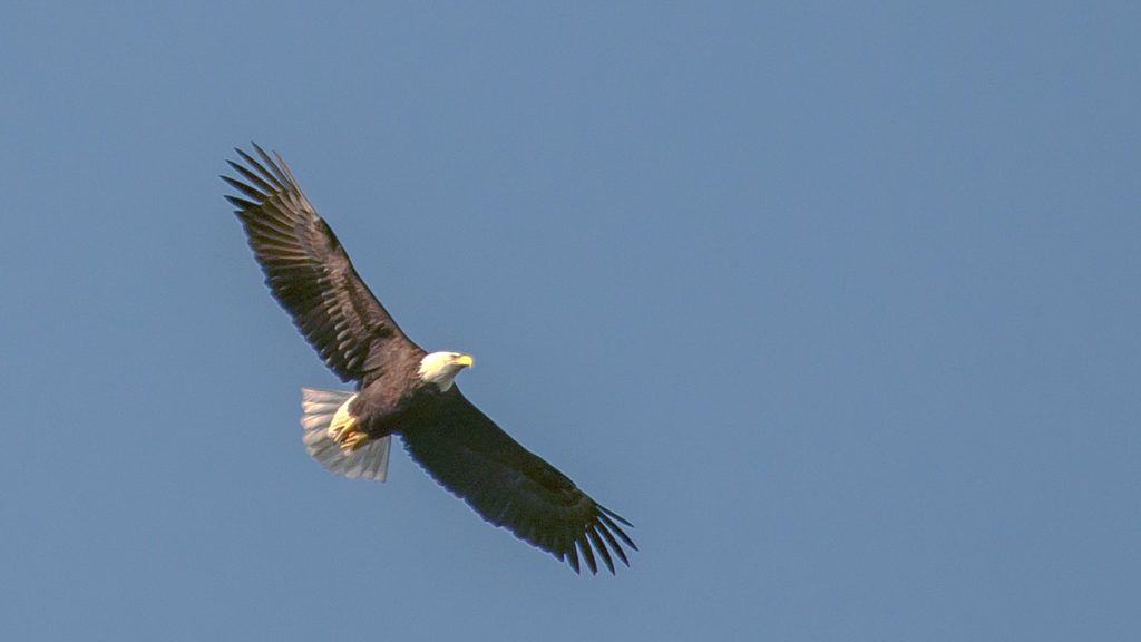 Bald eagle