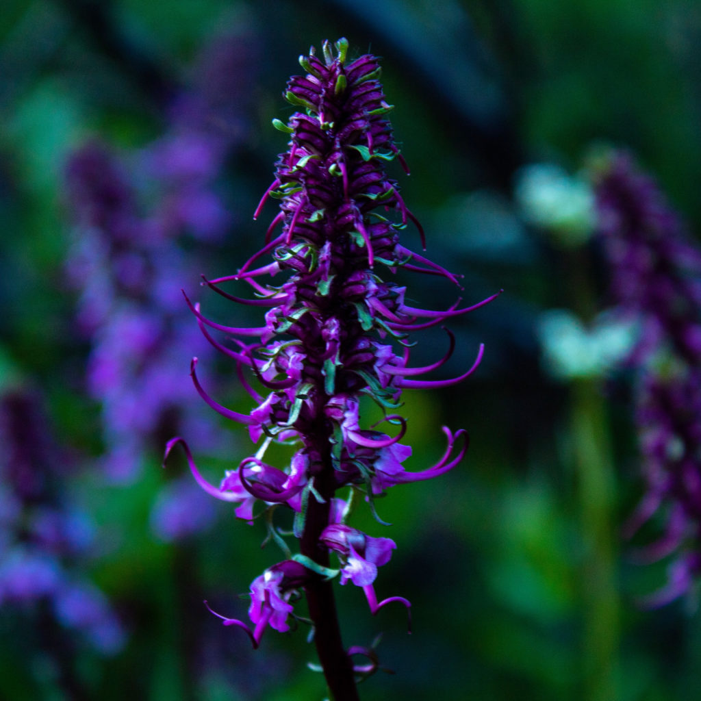 elephant head wildflower