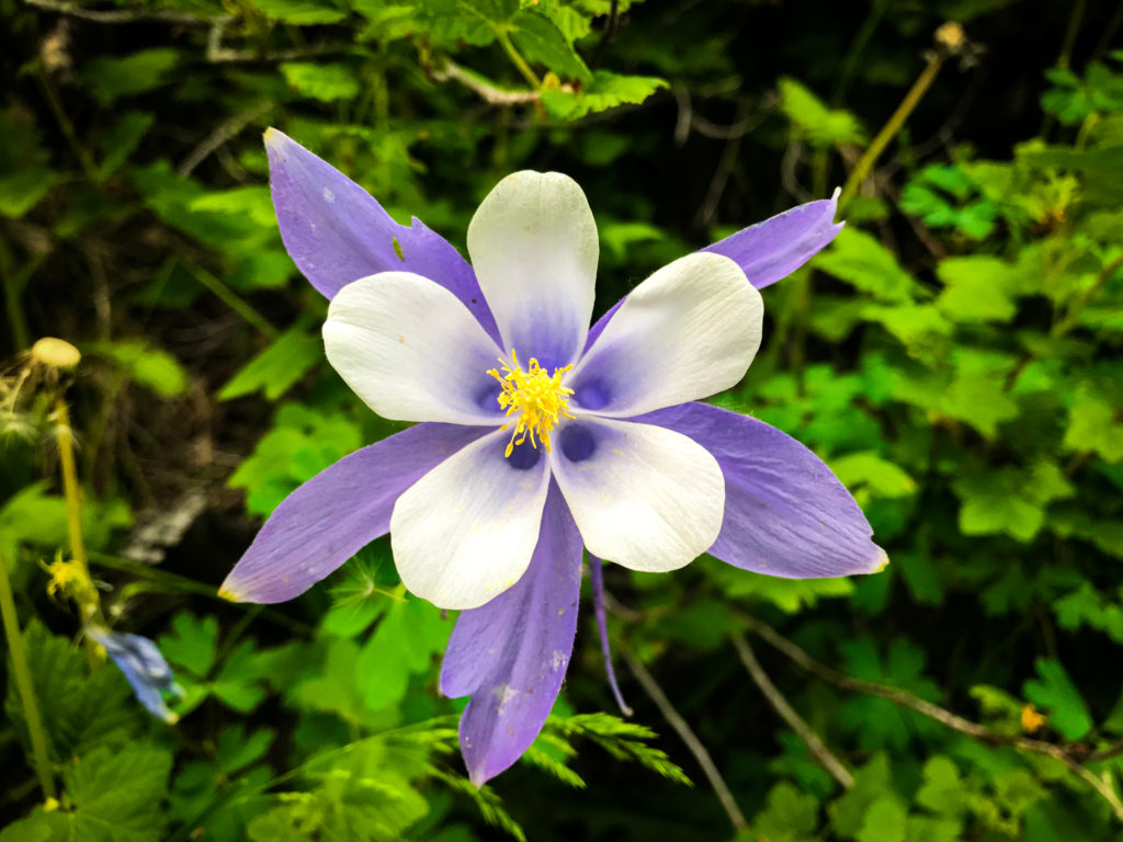 columbine wildflower profile