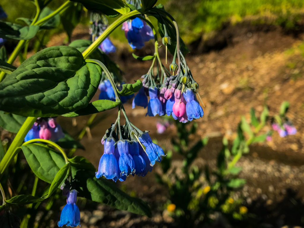 tall chiming fringed bluebells wildflowers