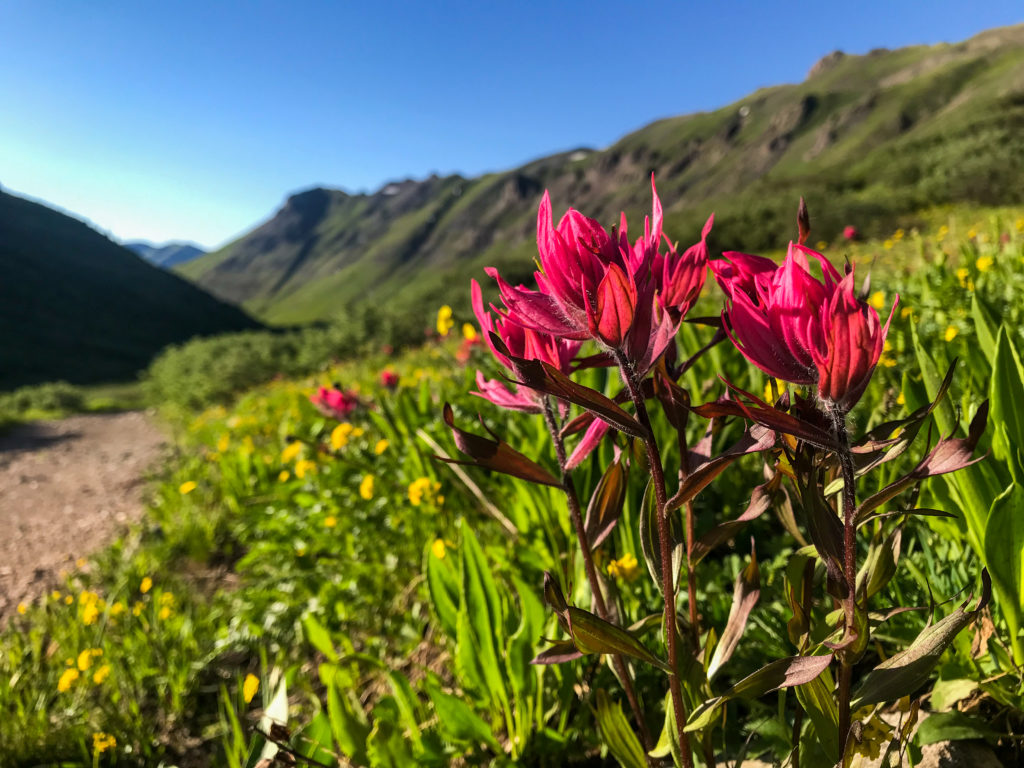 split leaf indian paintbrush wildflower landscape