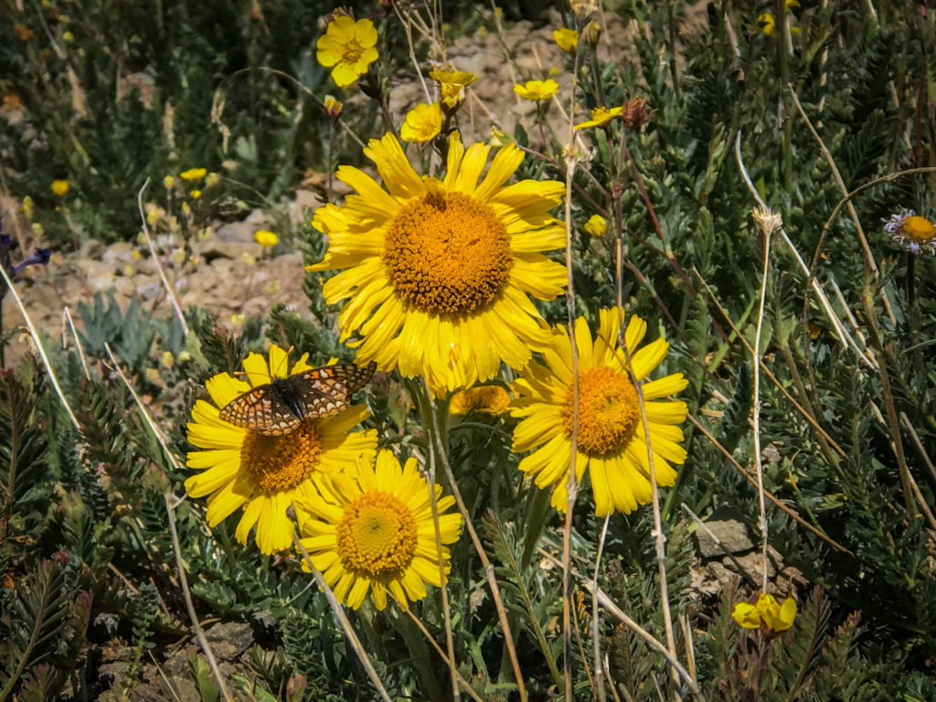 -of-the-mountain wildflower
