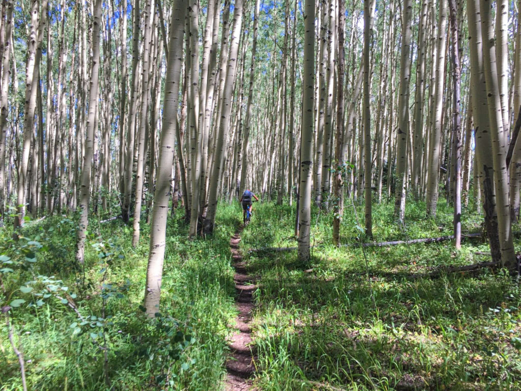 southwest colorado high elevation mountain biking aspens salt creek trail