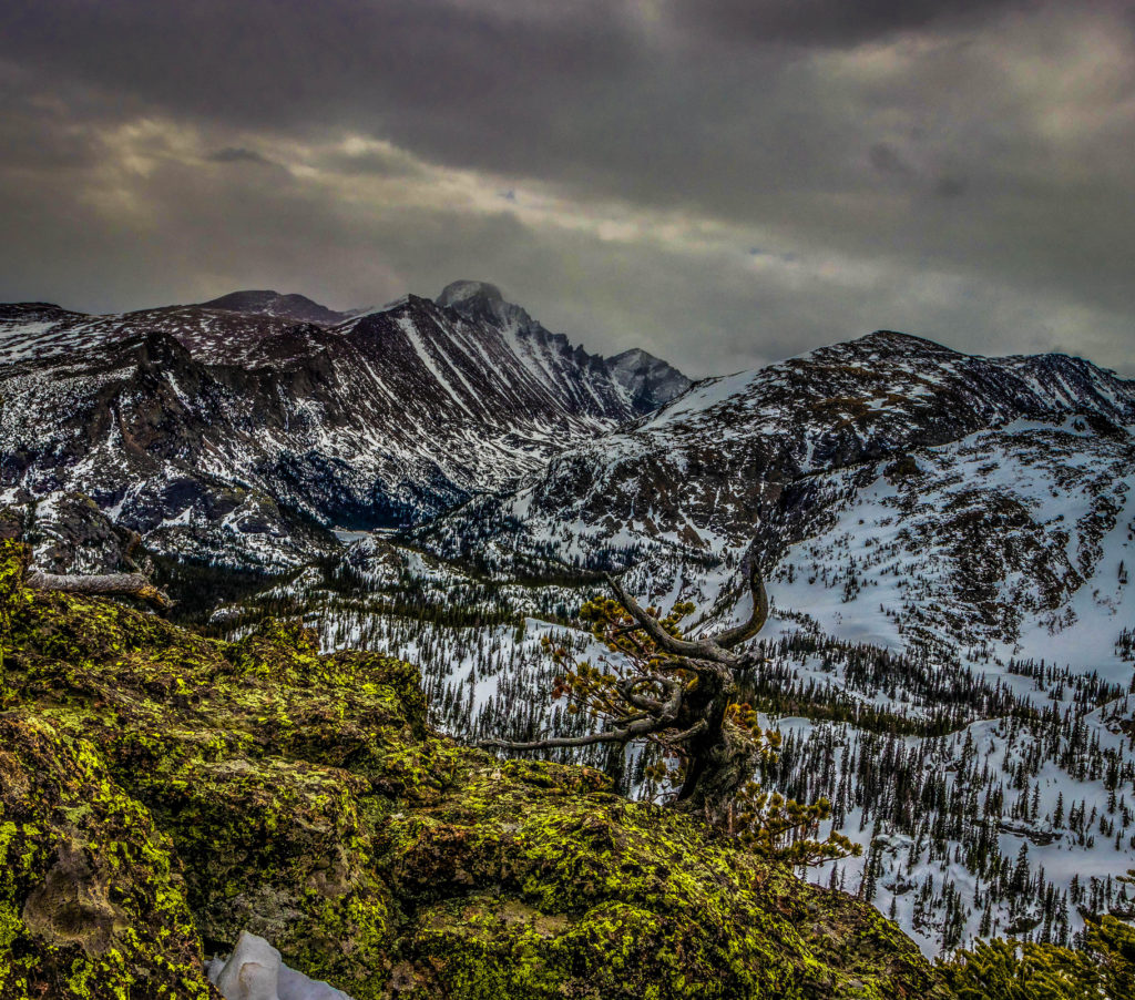 rocky mountain bristlecone pine glacier gorge
