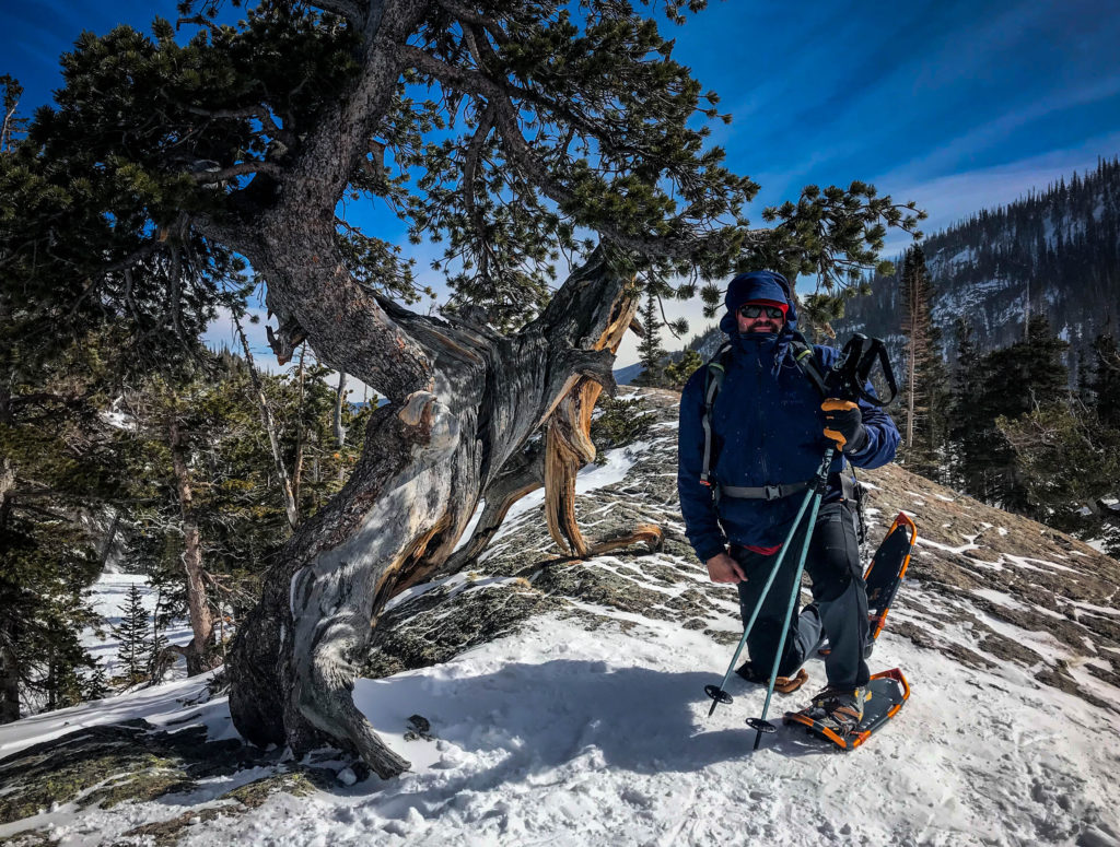 rocky mountain bristlecone pine snowshoeing